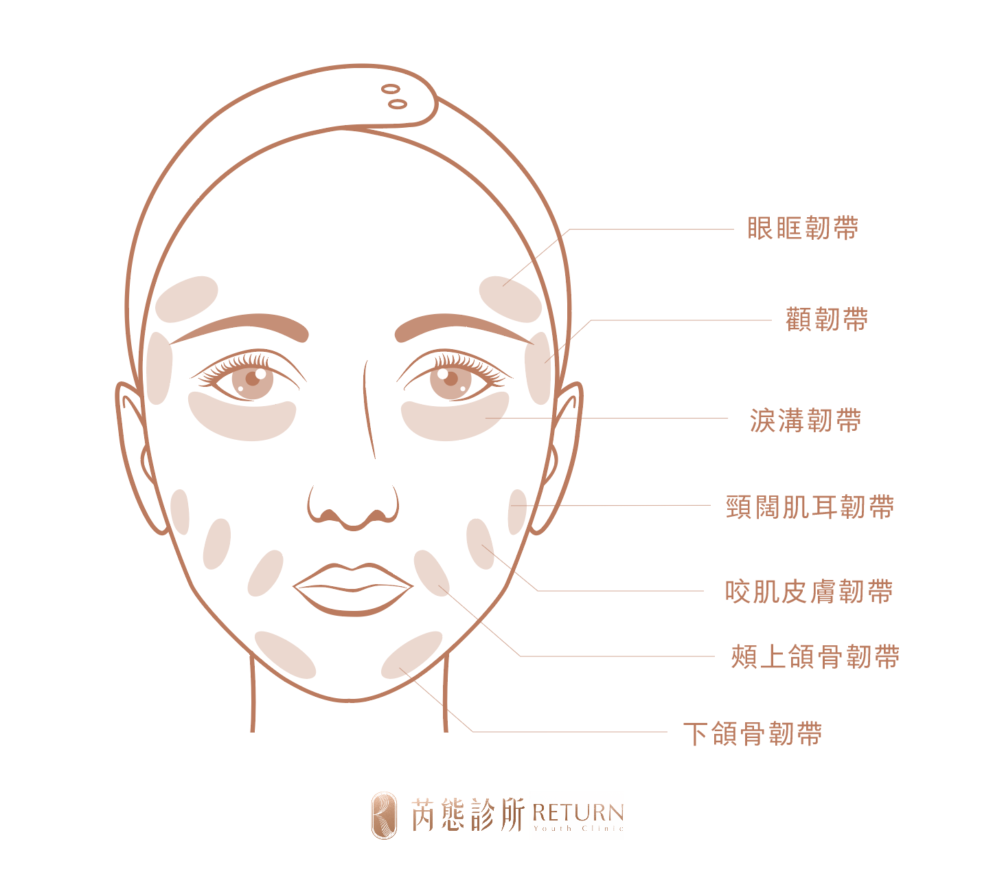 ▲臉部真性韌帶分布圖，需依專業醫師判斷評估熱能堆疊部位，由內而外緊實肌底。